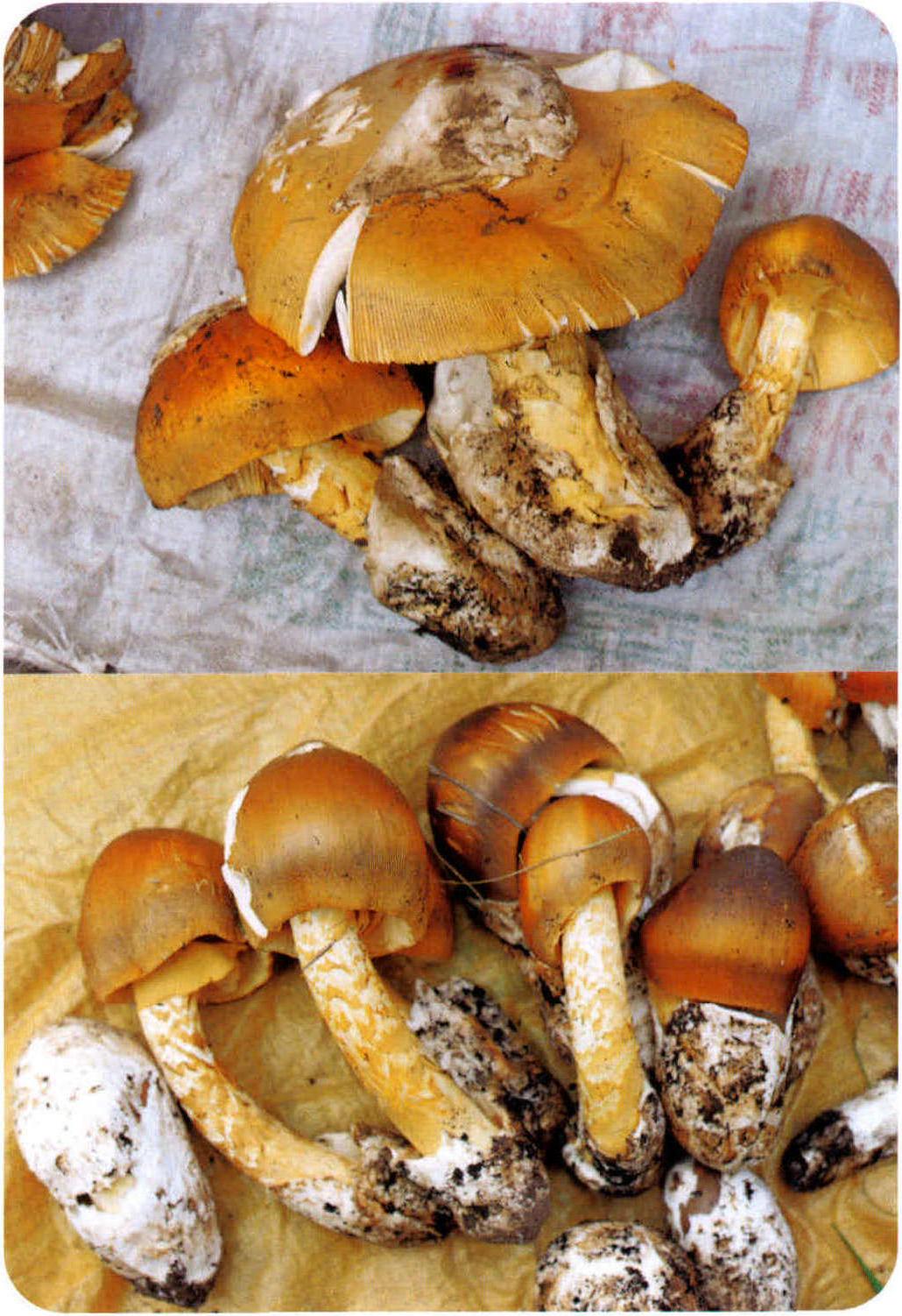 Amanita hemibapha var.ochracea Zhu L.Yang